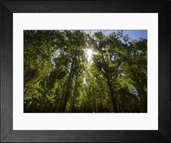 Framed Print : Sunlight through trees