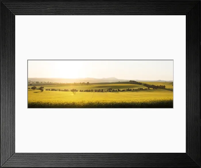 Framed Print : Canola field sunrise light country yellow Framed Print : Canola field sunrise light country yellow