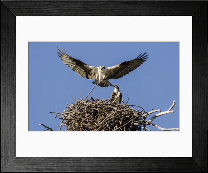 Framed Print : Osprey stick nest mating Framed Print : Osprey stick nest mating