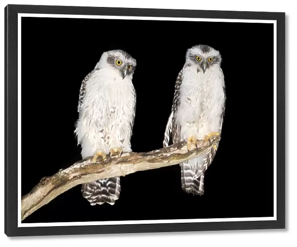 Powerful owl chicks Ninox strenua