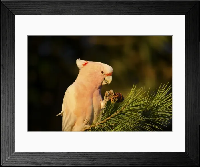 Framed Print : Major mitchell cockatoo eating pine cone Framed Print : Major mitchell cockatoo eating pine cone