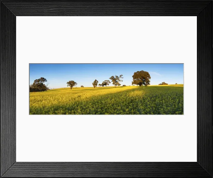 Framed Print : Canola fields sunrise light and blue skies Framed Print : Canola fields sunrise light and blue skies