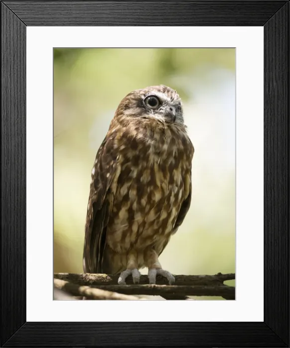 Framed Print : Southern Boobook owl Framed Print : Southern Boobook owl