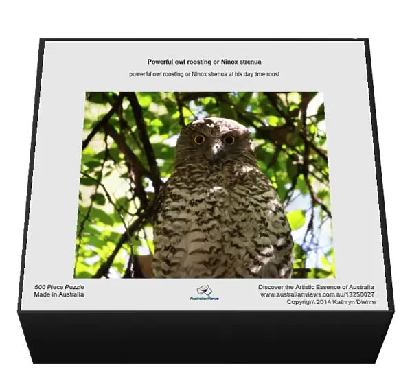 Powerful owl roosting or Ninox strenua