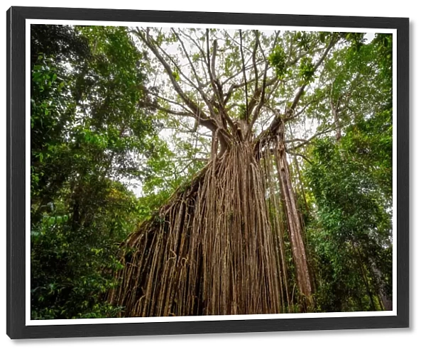Curtain Fig Tree at Atherton Tableland, Tropical North Queensland, Australia