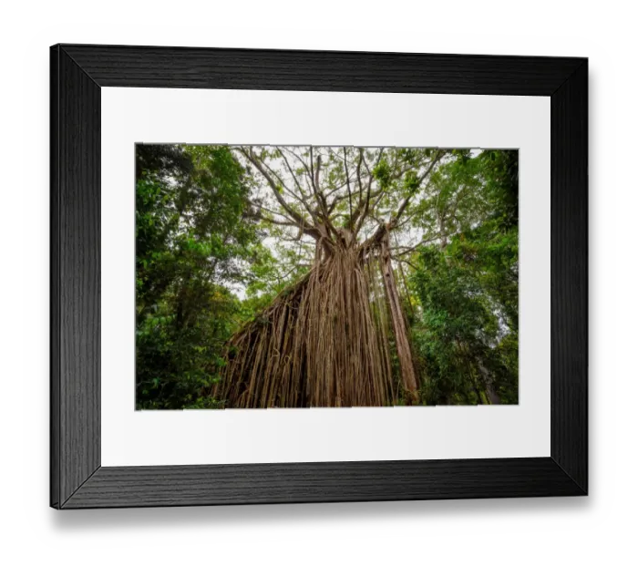 Framed Print : Curtain Fig Tree at Atherton Tableland, Tropical North Queensland, Australia