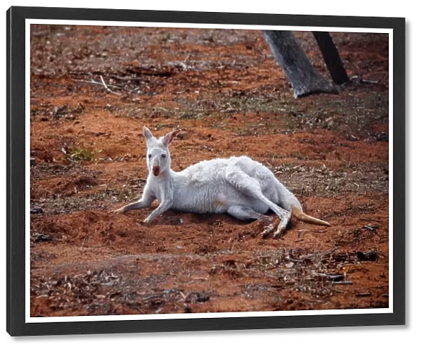 A Rare Albino Kangaroo in Australia Outback
