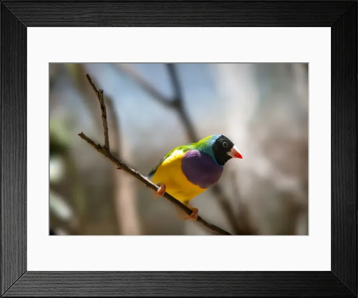 Framed Print : Close Up of a Black Headed Male Gouldian Finch Near Katherine, Northern Territory, Australia Framed Print : Close Up of a Black Headed Male Gouldian Finch Near Katherine, Northern Territory, Australia
