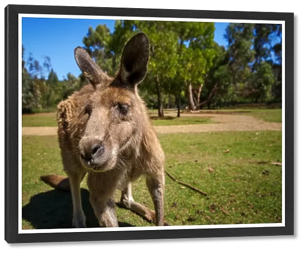 A Close Up Portrait of a Tasmanian Forester (Eastern Grey) Kangaroo, Tasmania, Australia