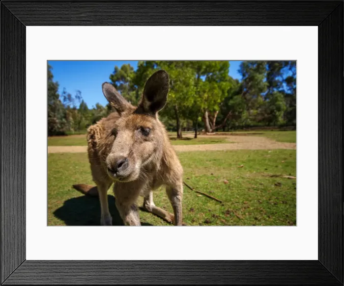 Framed Print : A Close Up Portrait of a Tasmanian Forester (Eastern Grey) Kangaroo, Tasmania, Australia