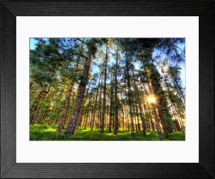 Framed Print : Fresh Morning Rise with the Pine Trees Framed Print : Fresh Morning Rise with the Pine Trees
