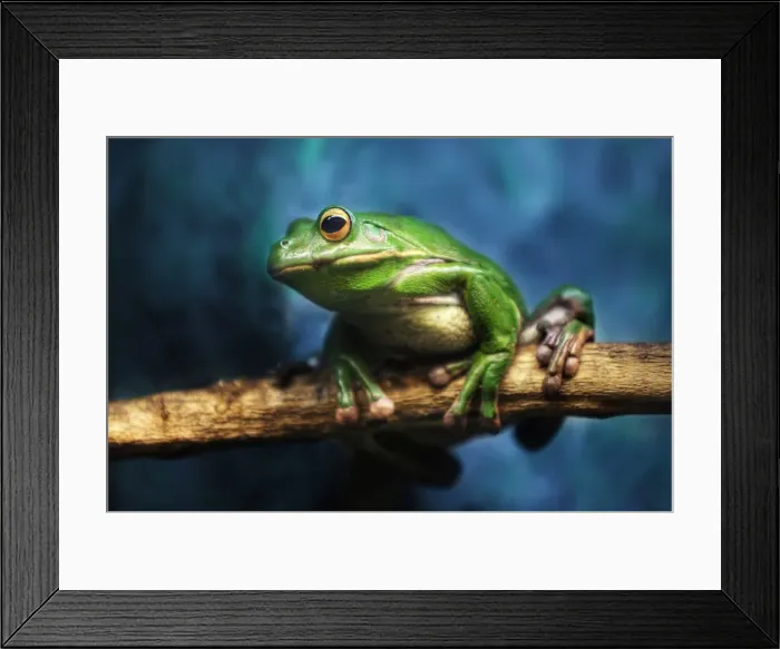 Framed Print : Australian Green Tree Frog, Daintree, Far North Quensland, Australia