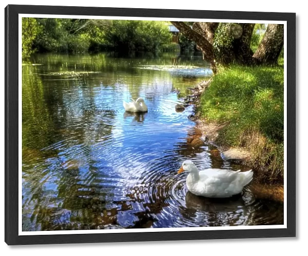 The Geese at Meander River at Deloraine, Tasmania, Australia