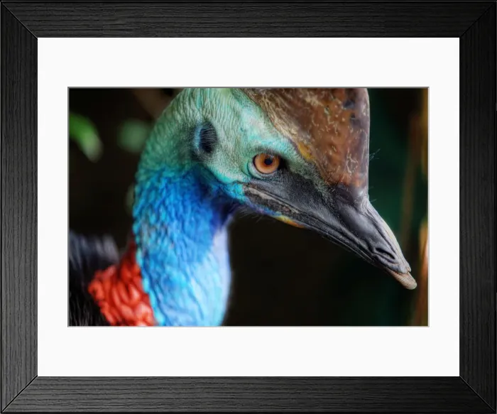 Framed Print : Close-Up Of a Southern Cassowary In Daintree, North Queensland, Australia Framed Print : Close-Up Of a Southern Cassowary In Daintree, North Queensland, Australia