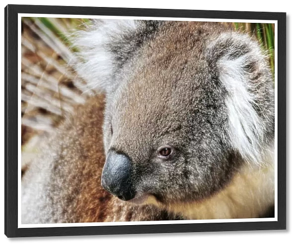 The Koala - Australia Best Known Icon