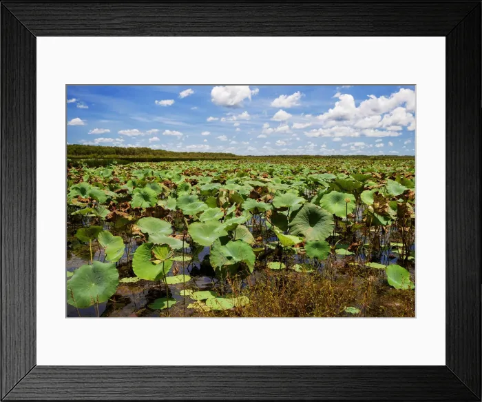 Framed Print : Giant Lotus Leaves in Fogg Dam, Darwin, North Territory, Australia