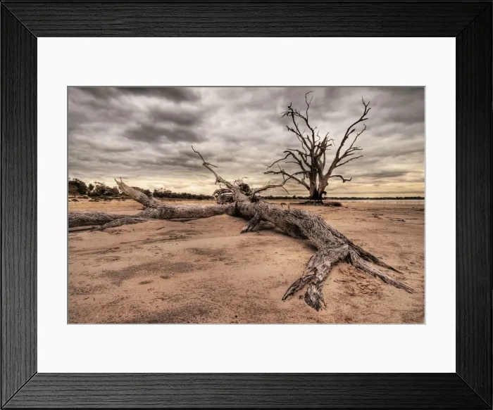 Framed Print : Dead trees Framed Print : Dead trees