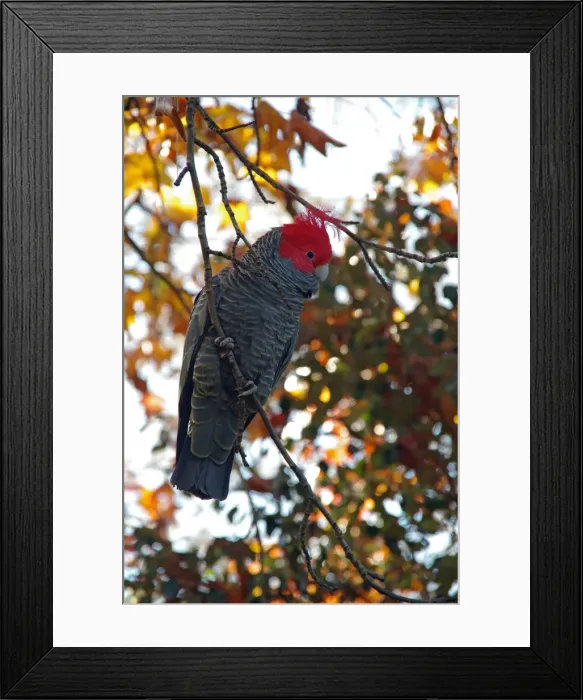 Framed Print : Gang-gang cockatoo (Callocephalon fimbriarum)