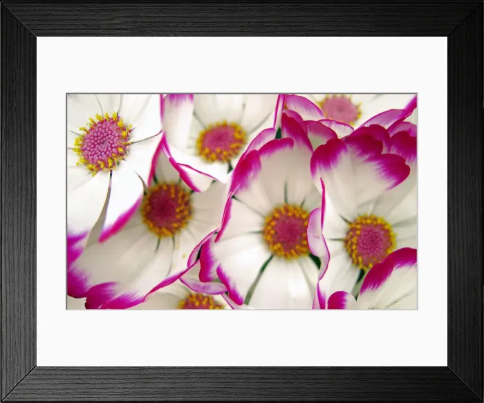 Framed Print : Perfect Purple