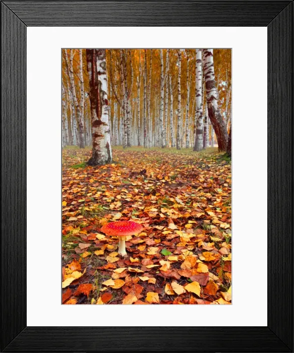 Framed Print : Autumn Forest Framed Print : Autumn Forest