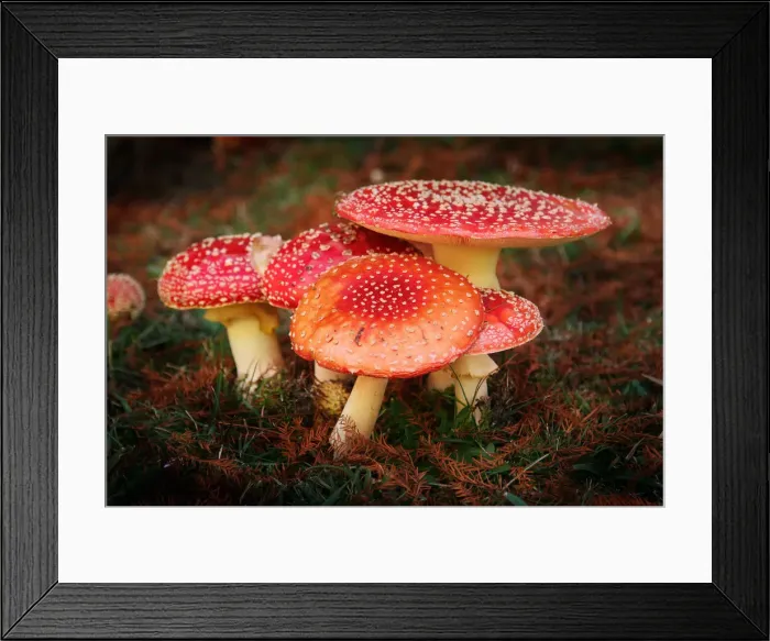 Framed Print : Fly Agaric Mushrooms Framed Print : Fly Agaric Mushrooms