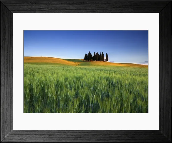 Framed Print : Cypress Trees in Tuscany