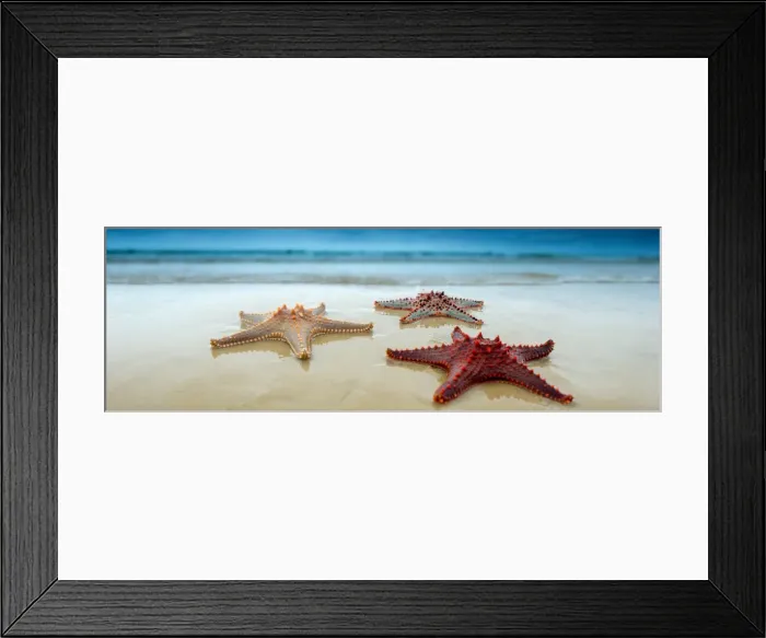 Framed Print : Sea Star. Starfish or sea stars are echinoderms belonging to the class Asteroidea