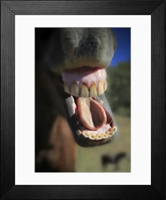Framed Print : Yawn. From the horses mouth