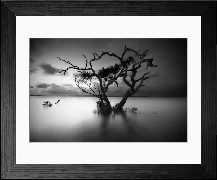 Framed Print : Lone tree is monument to its tenacity Framed Print : Lone tree is monument to its tenacity