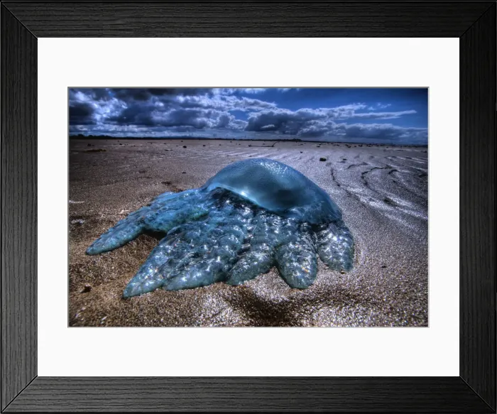 Framed Print : Jellyfish. Stranded Jellyfish surrounded by Mangrove seeds Framed Print : Jellyfish. Stranded Jellyfish surrounded by Mangrove seeds