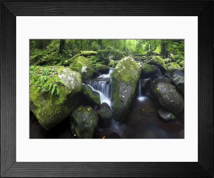 Framed Print : Serenity of rainforest Framed Print : Serenity of rainforest
