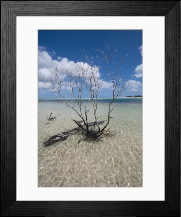 Framed Print : Lonely tree Framed Print : Lonely tree