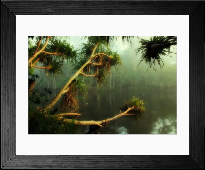 Framed Print : Fog in trees