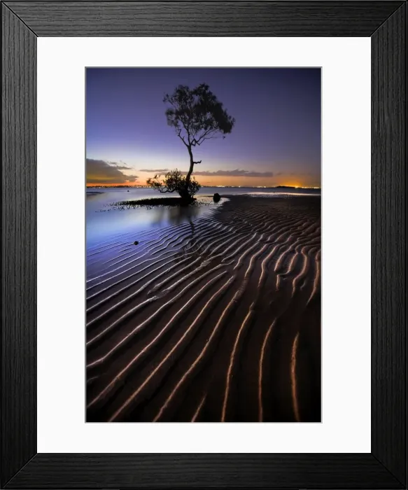 Framed Print : Mangrove Tree