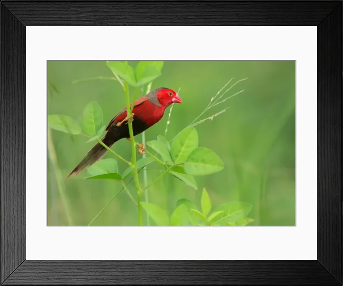 Framed Print : Crimson Finch Framed Print : Crimson Finch