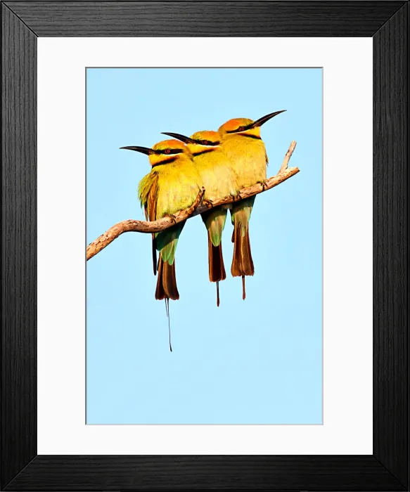 Framed Print : Rainbow Bee Eaters