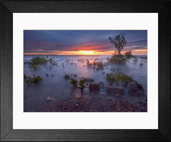 Framed Print : Mangrove Madness Framed Print : Mangrove Madness