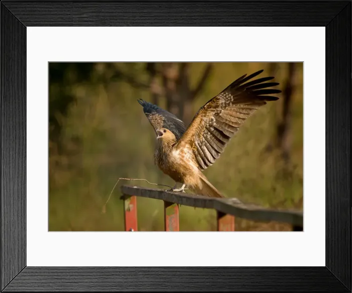 Framed Print : Whistling kite