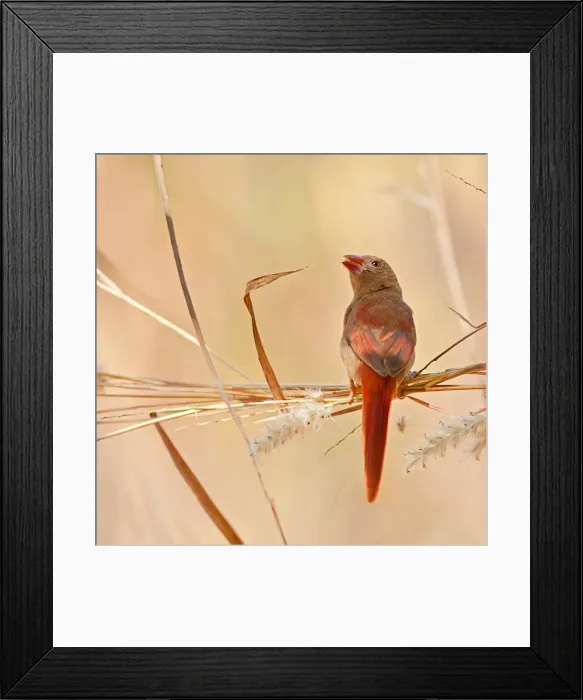 Framed Print : Crimson finch Framed Print : Crimson finch