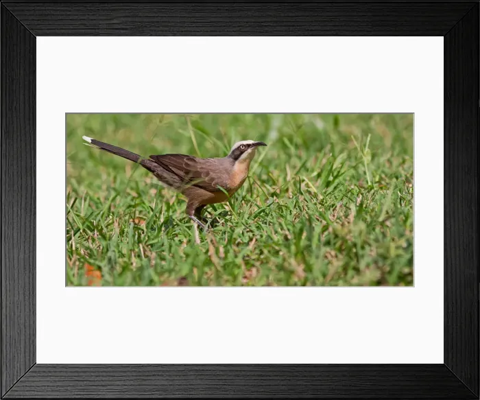 Framed Print : Grey crowned babbler
