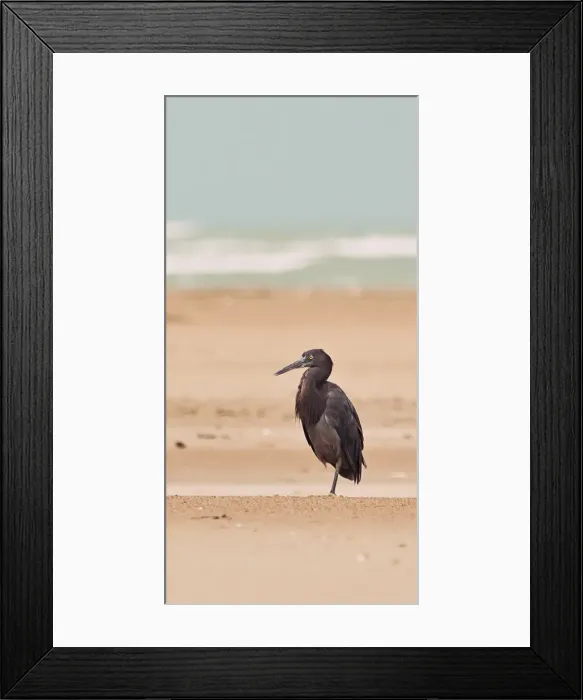 Framed Print : Heron on the beach