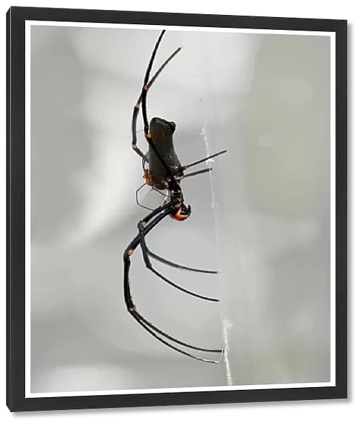 Golden Orb Spider, side view in web