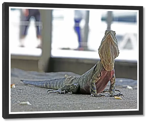 Australian Water Dragon in Brisbanes Central Business District
