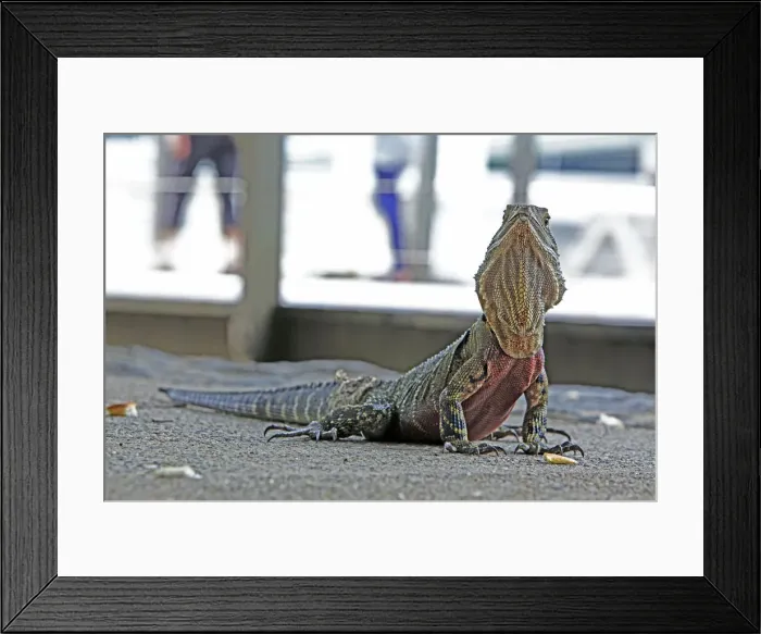 Framed Print : Australian Water Dragon in Brisbanes Central Business District