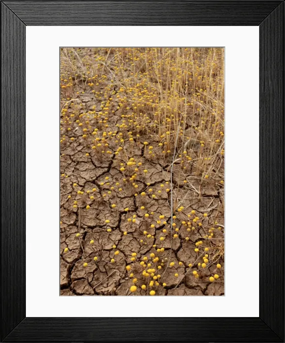 Framed Print : The cracking up of the earth has not deterred these yellow wildflowers