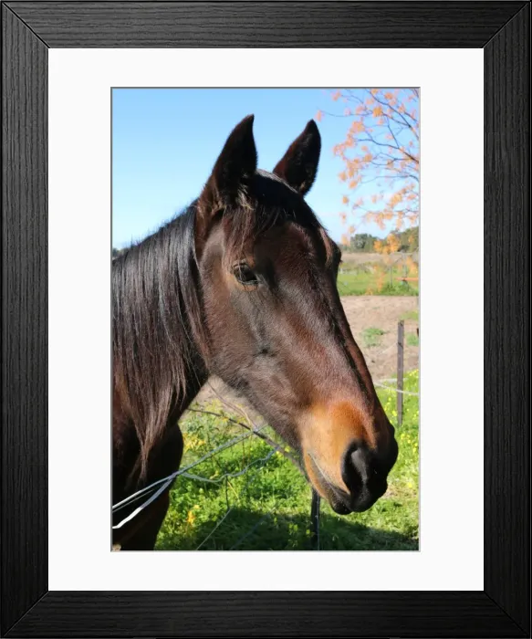 Framed Print : Neighbours horse Gypsy being inquisitive nad looking for a snack