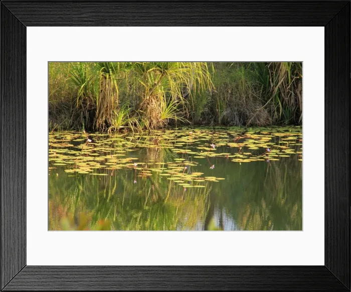 Framed Print : Mitchell plateau pool full of native plants and lillies Framed Print : Mitchell plateau pool full of native plants and lillies