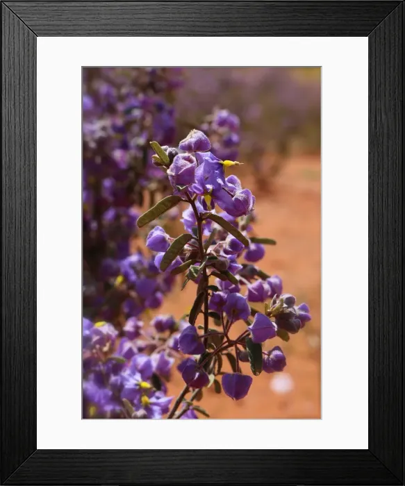 Framed Print : A purple wildflower in the outback areas of Western Australia Framed Print : A purple wildflower in the outback areas of Western Australia