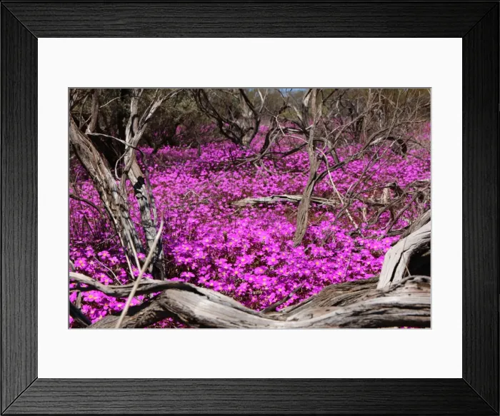 Framed Print : Purple Scene in the middle of nowhere on the way to Mt Augustus in Western Framed Print : Purple Scene in the middle of nowhere on the way to Mt Augustus in Western