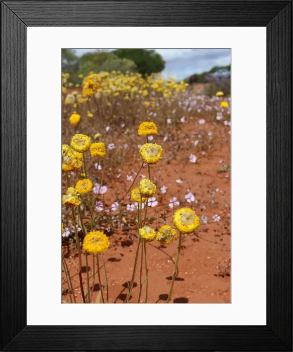 Framed Print : Yellow & White Wildflowers